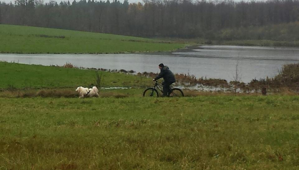 Samojedhund Bamse billede 15