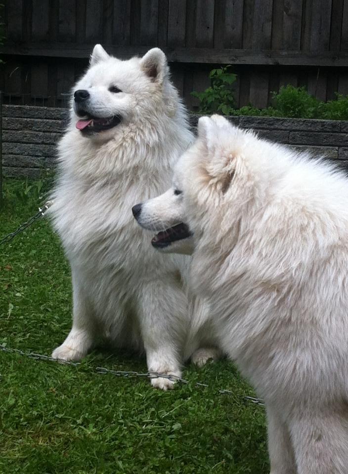 Samojedhund Bamse billede 16