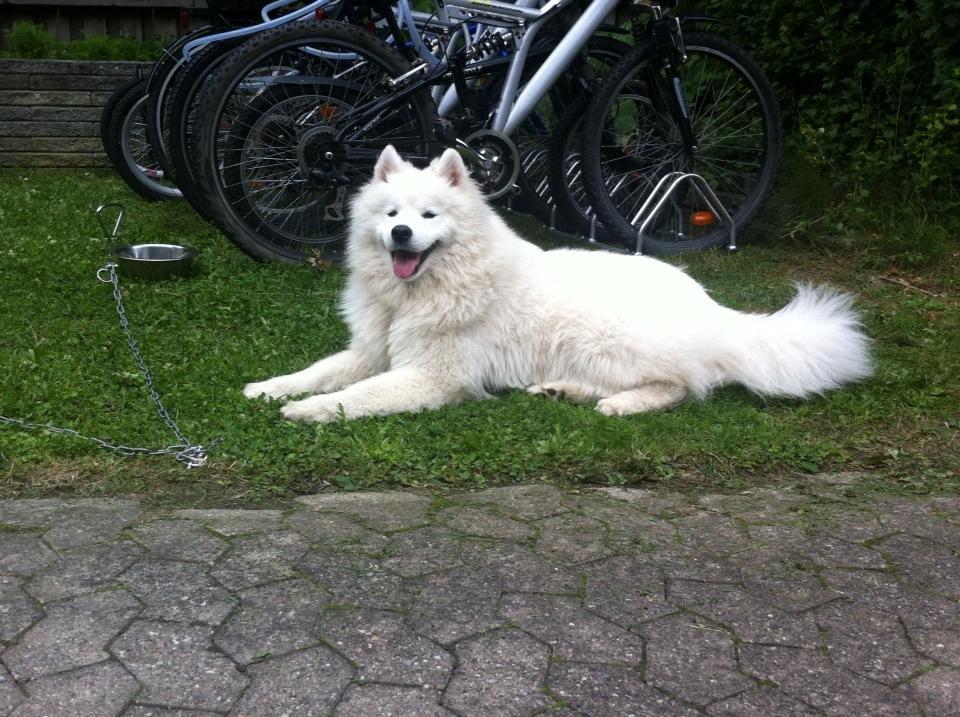 Samojedhund Bella billede 9