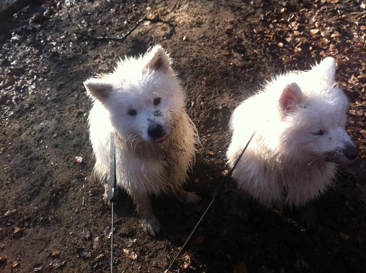 Samojedhund Bella billede 11