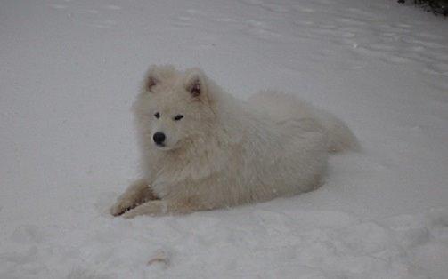 Samojedhund Bella billede 13