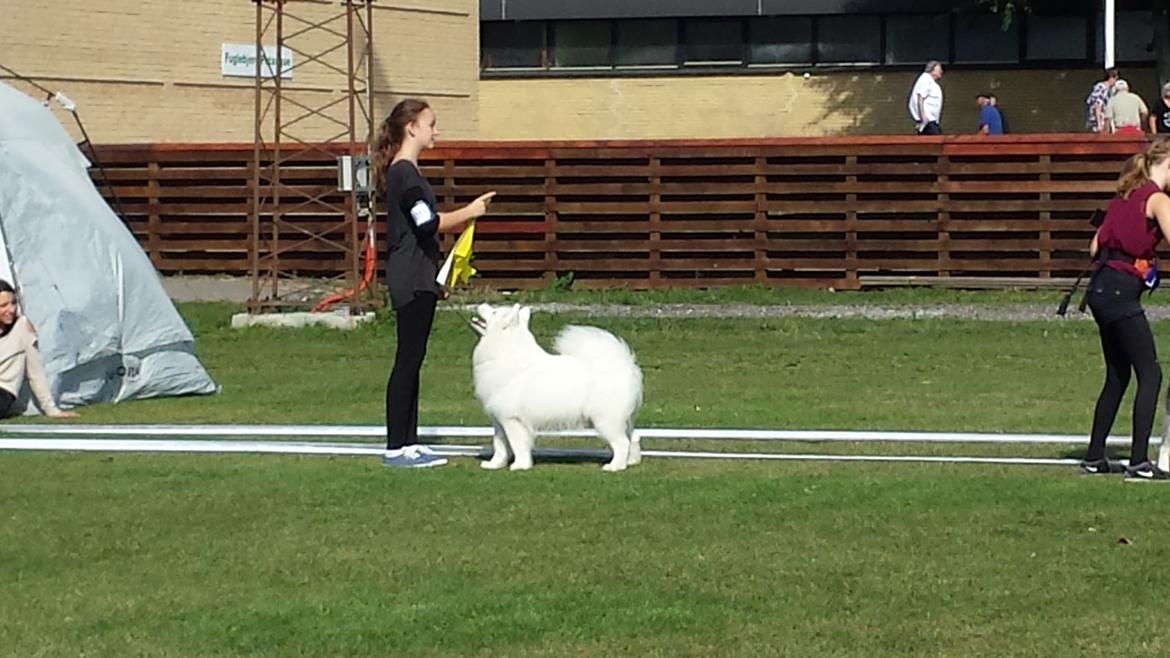 Samojedhund Bella billede 16