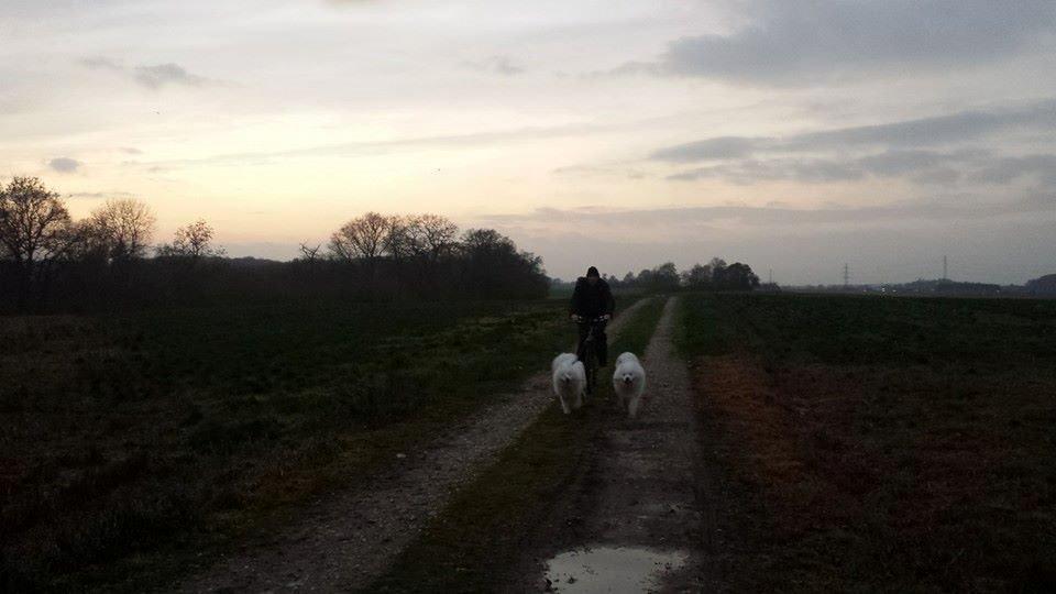 Samojedhund Bella billede 18