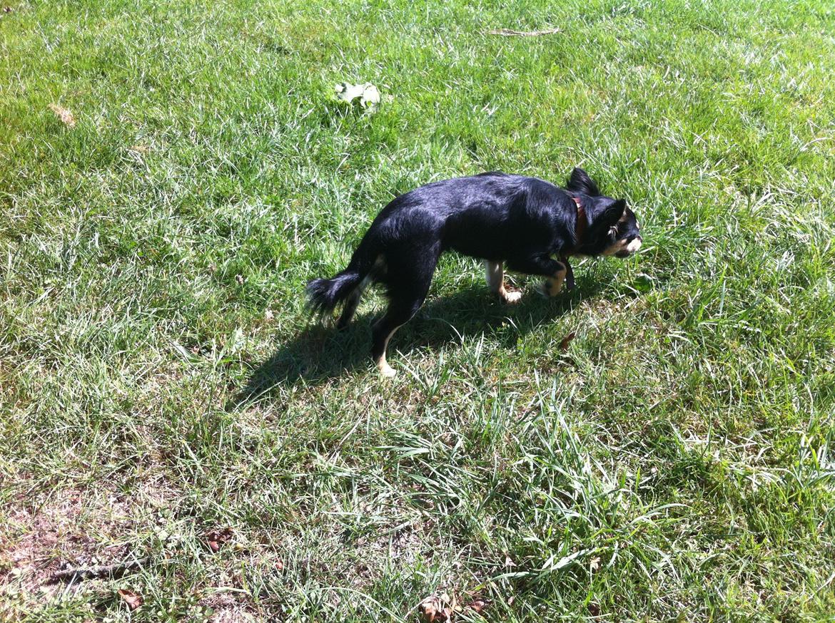 Chihuahua R.I.P Pago Pjevsen - Paco på musejagt?? billede 9