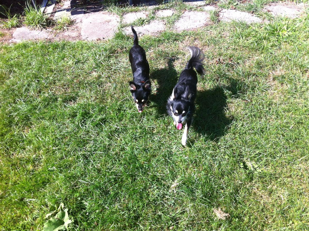 Chihuahua R.I.P Pago Pjevsen billede 32