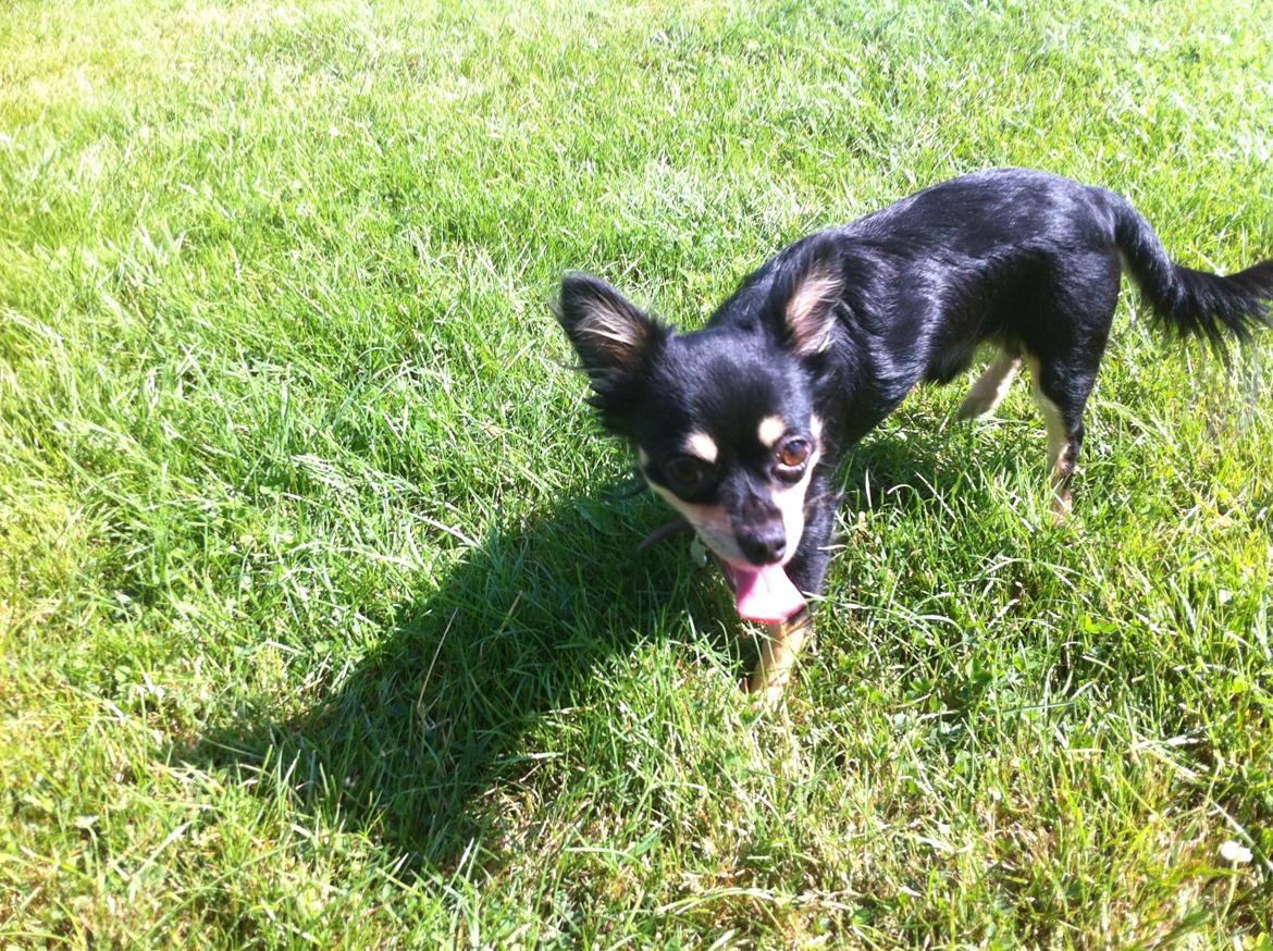 Chihuahua R.I.P Pago Pjevsen billede 33