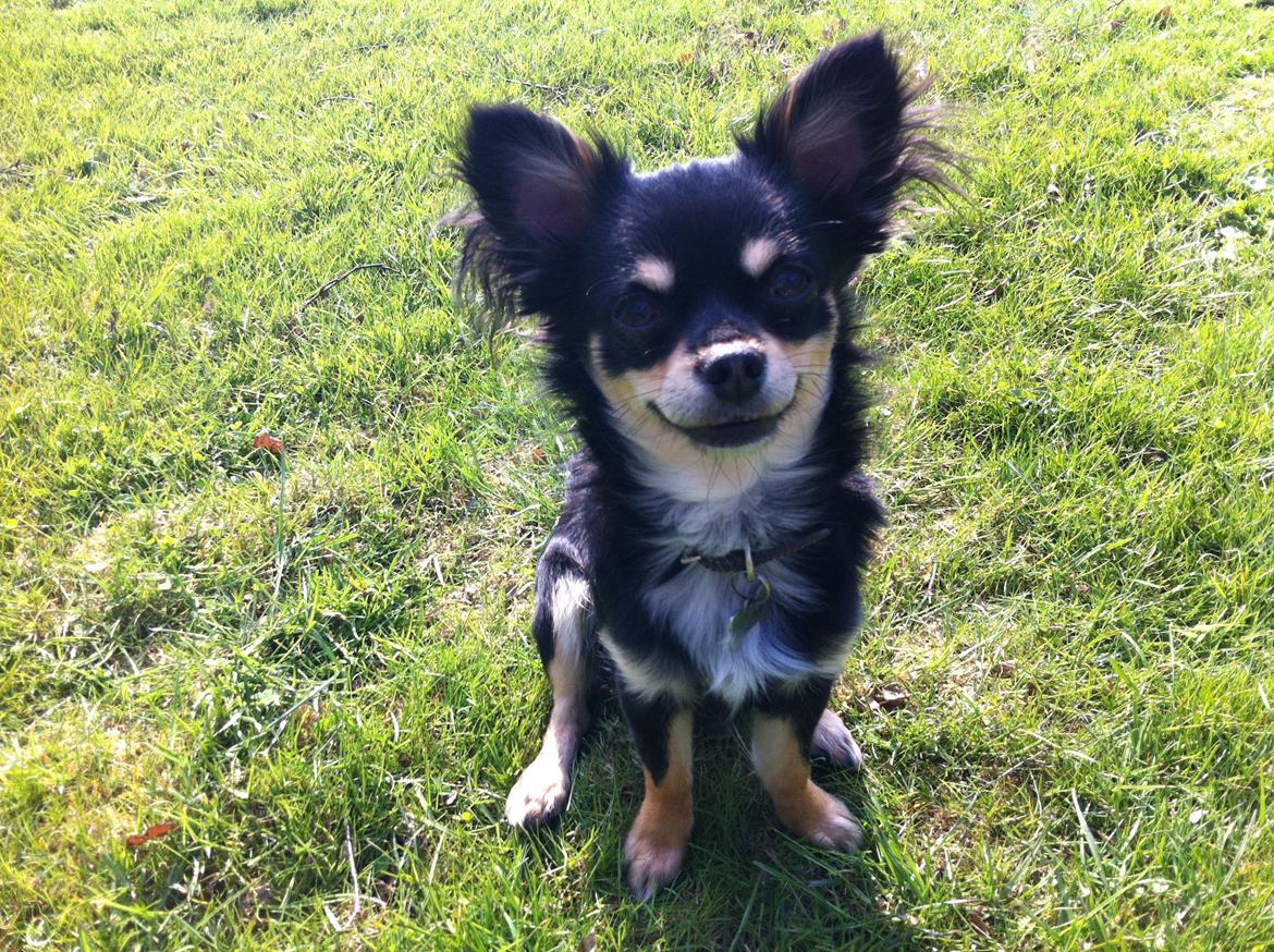 Chihuahua R.I.P Pago Pjevsen billede 6