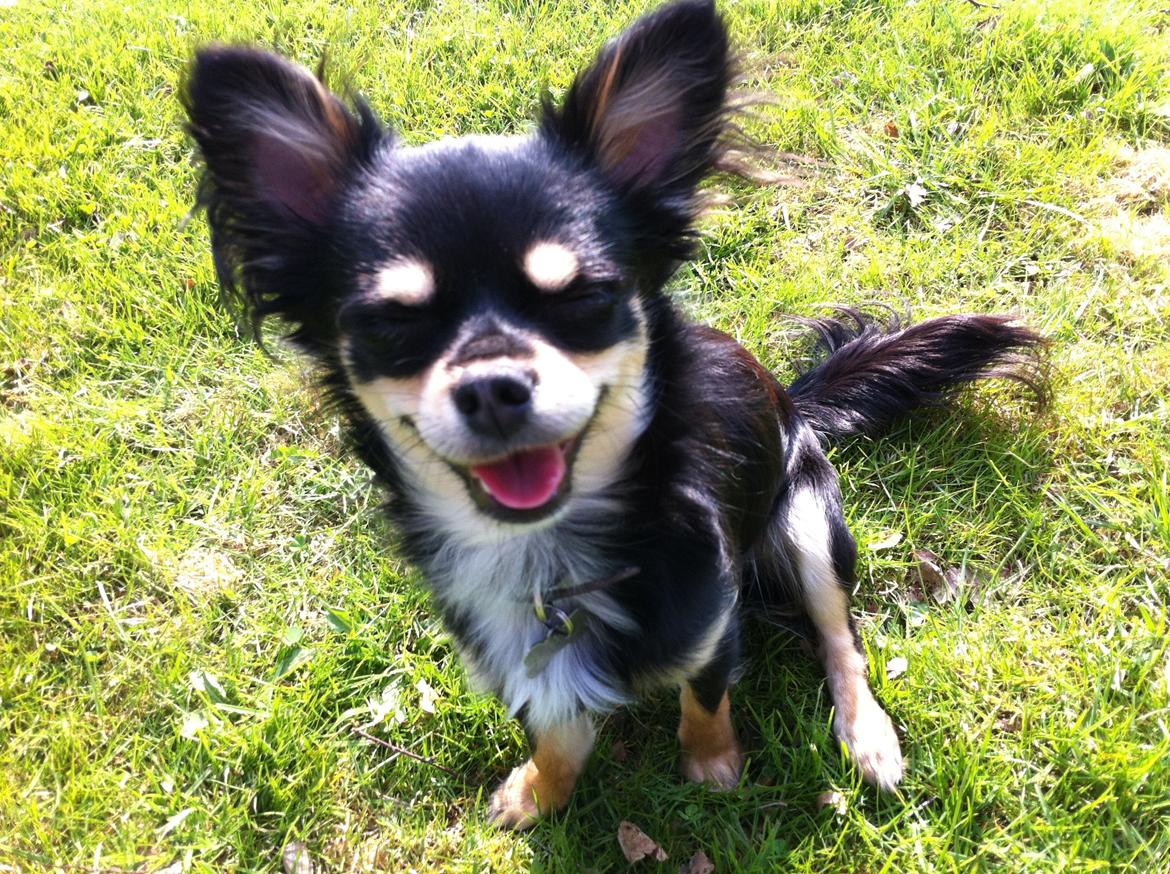 Chihuahua R.I.P Pago Pjevsen billede 10