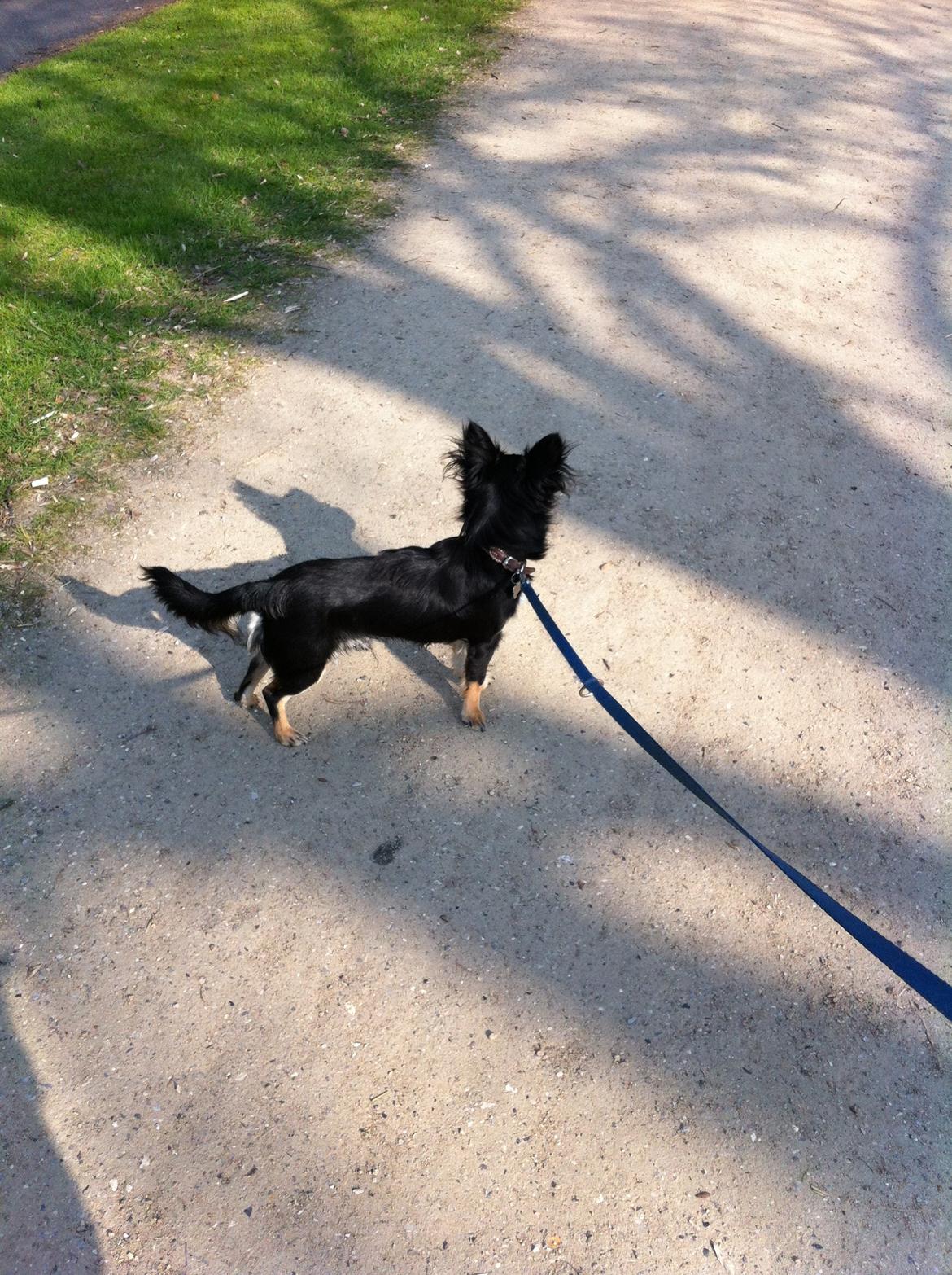 Chihuahua R.I.P Pago Pjevsen billede 13