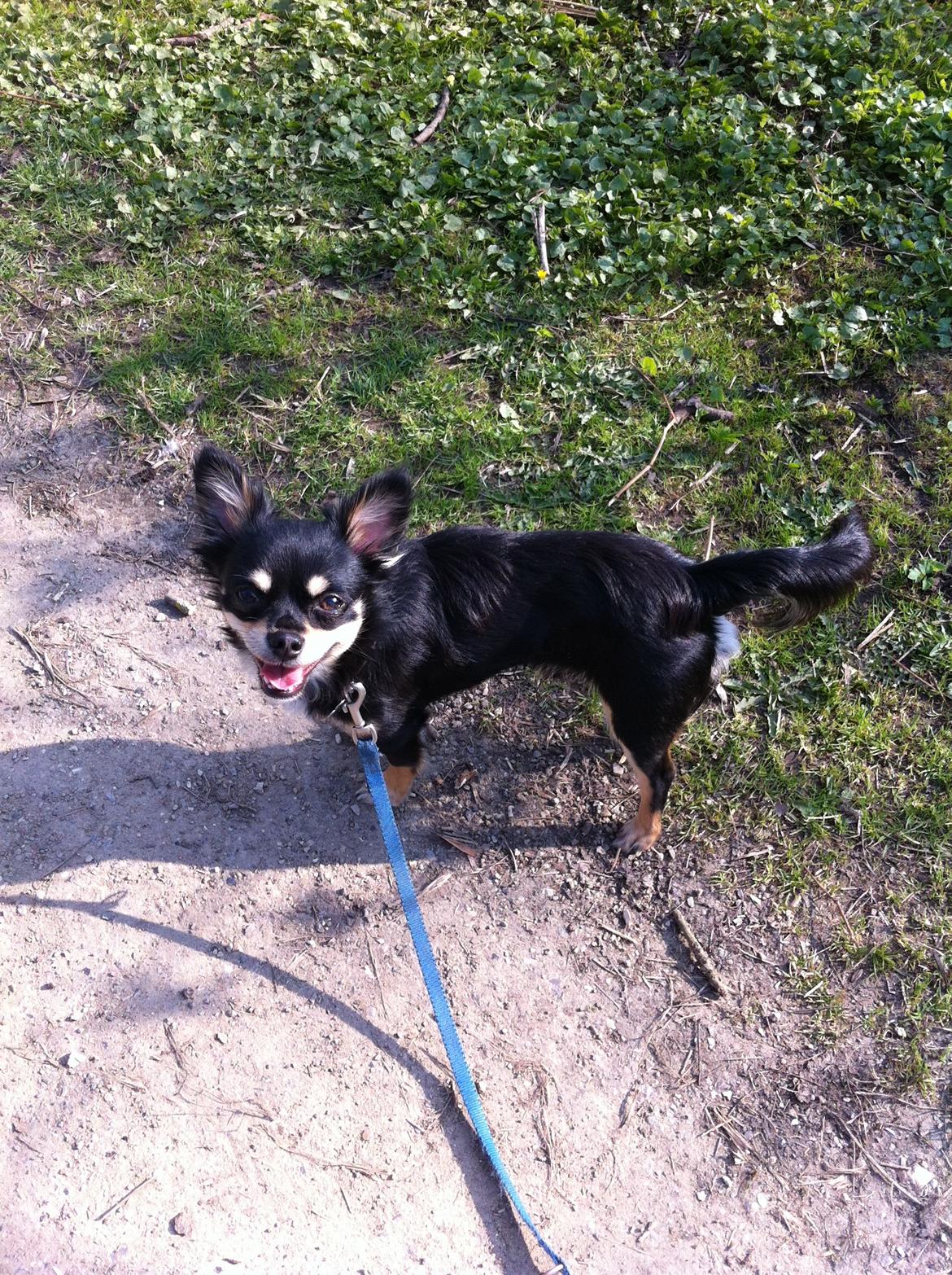 Chihuahua R.I.P Pago Pjevsen billede 8