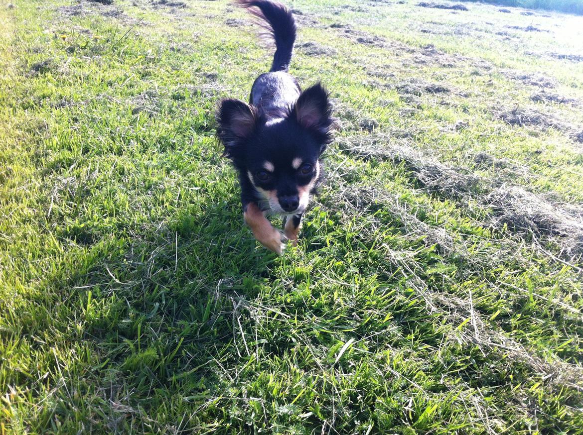 Chihuahua R.I.P Pago Pjevsen billede 34