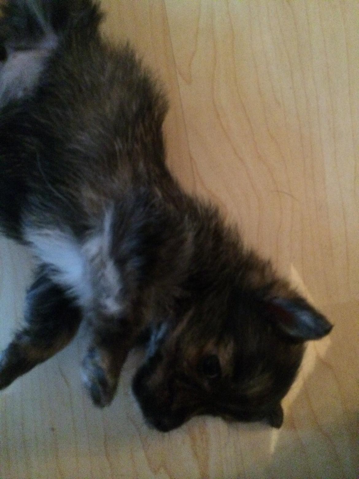 Blanding af racer Chili - Jeg er bare så fin billede 3