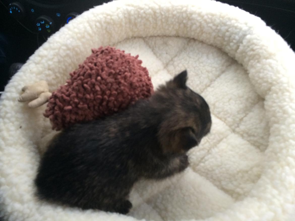 Blanding af racer Chili - Dette er min nye kurv billede 4