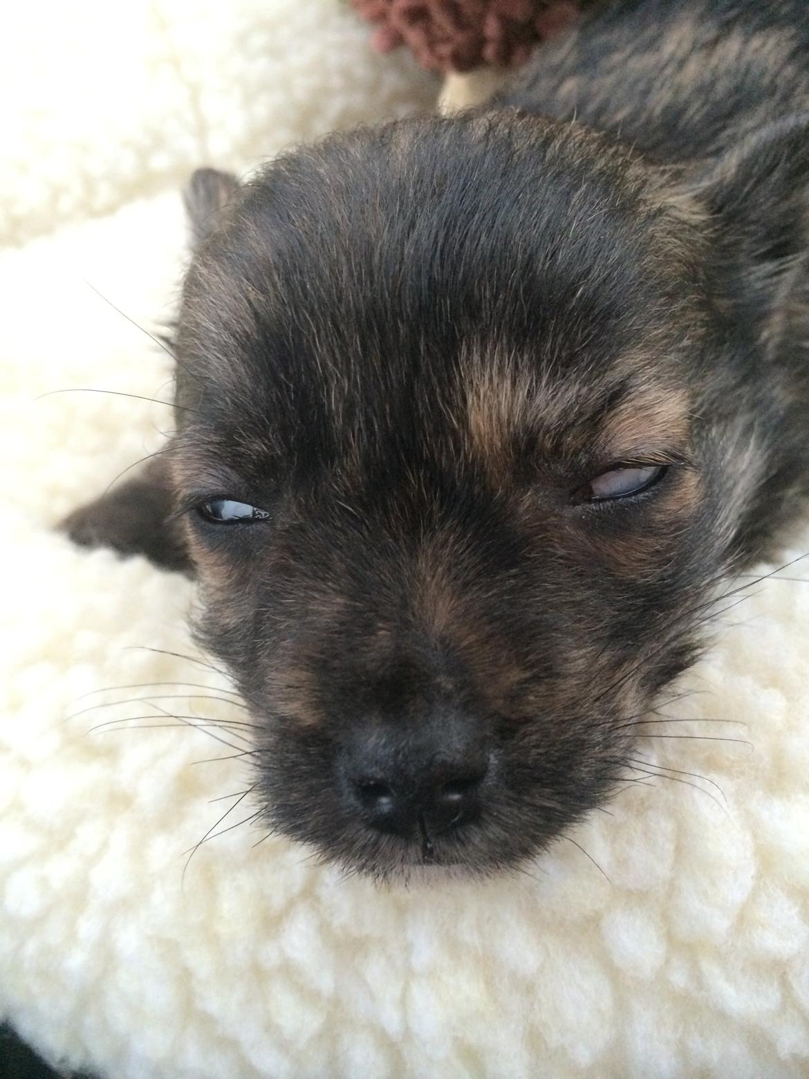 Blanding af racer Chili - walking dead :) billede 5