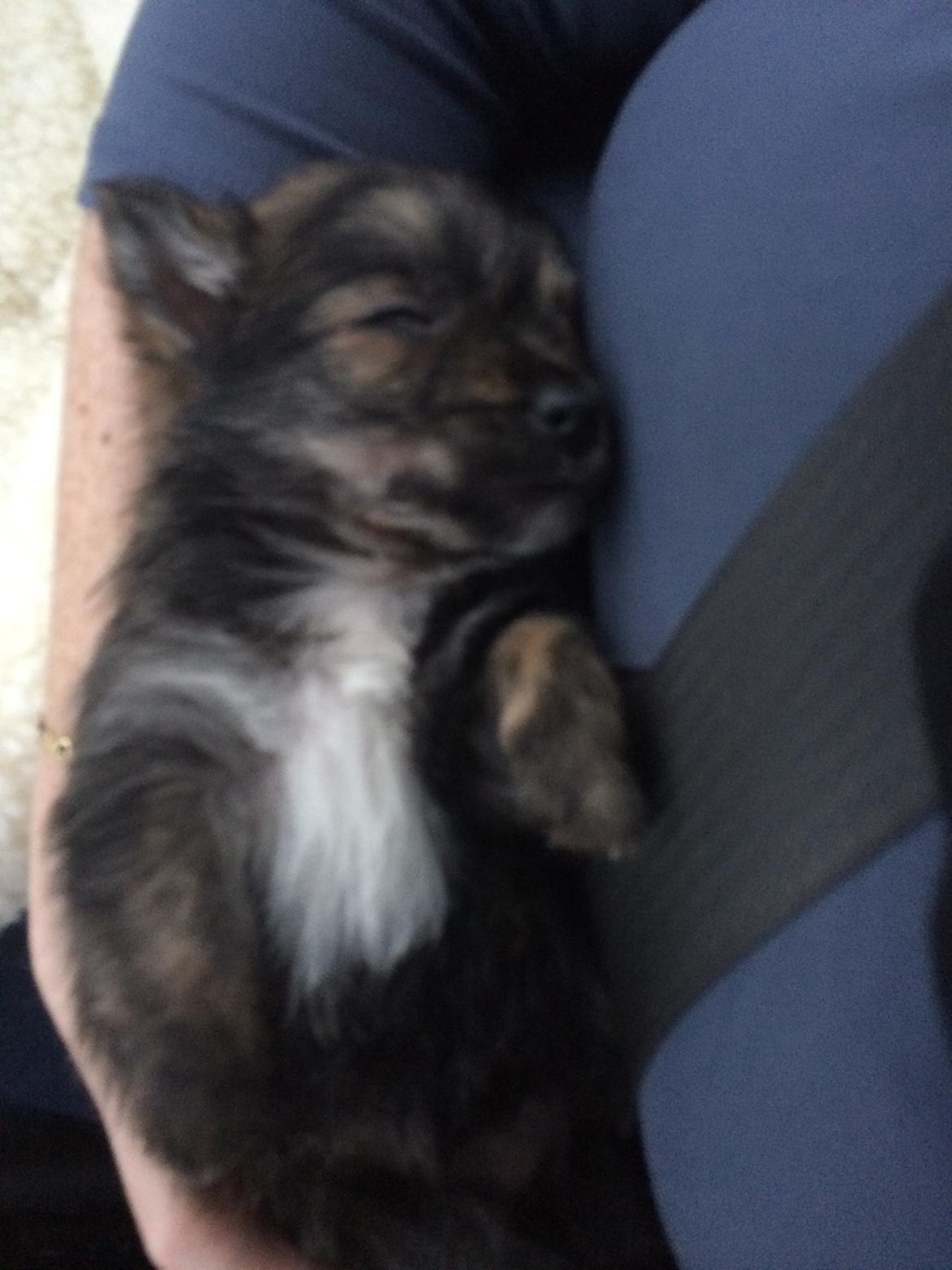 Blanding af racer Chili - Godnat blev der sagt billede 6