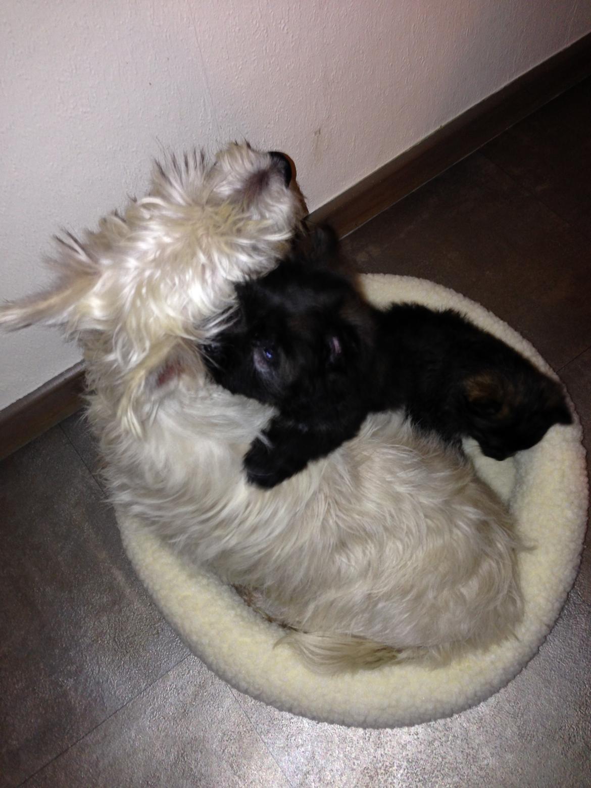 Blanding af racer Chili - Dette er min mor og bror billede 7