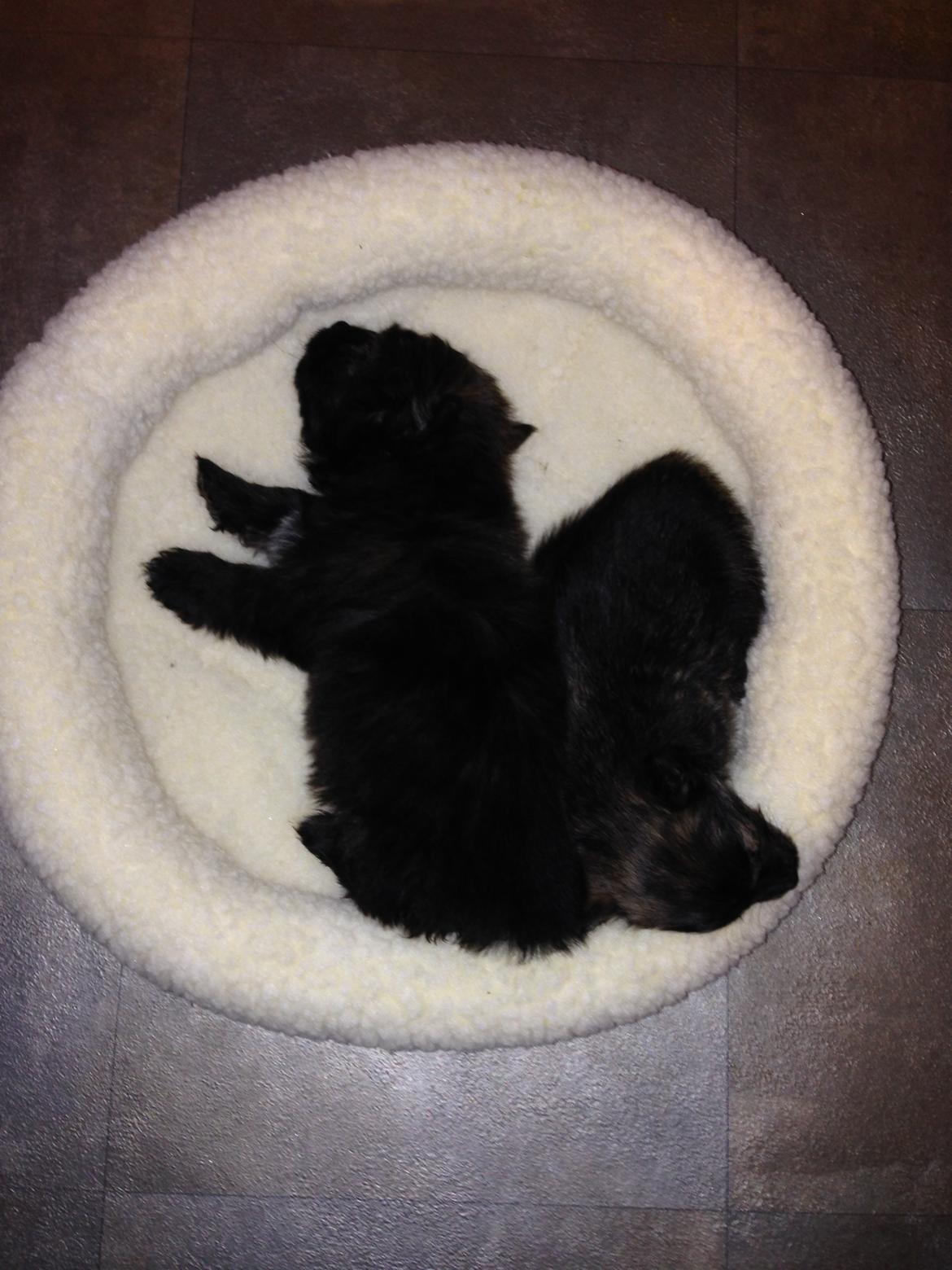 Blanding af racer Chili - Putter med min bror inden jeg skal afsted til mit nye hjem billede 8