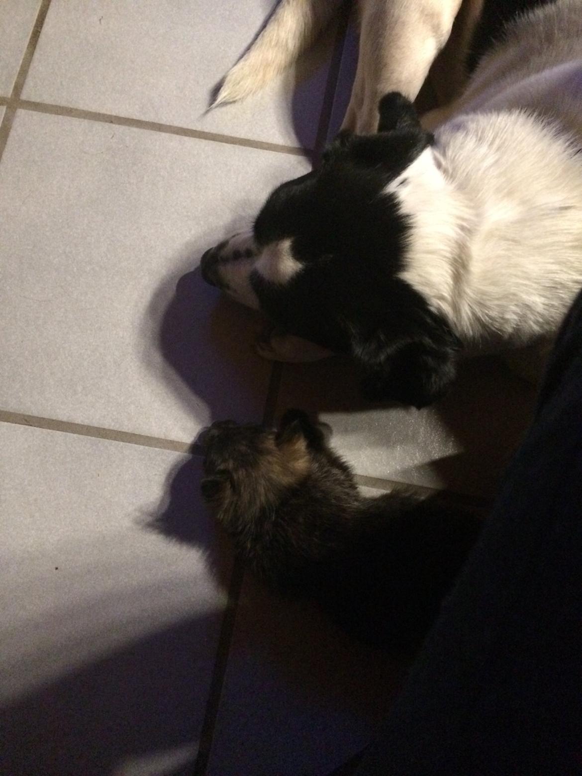 Blanding af racer Chili - Dette er min nye bror billede 9