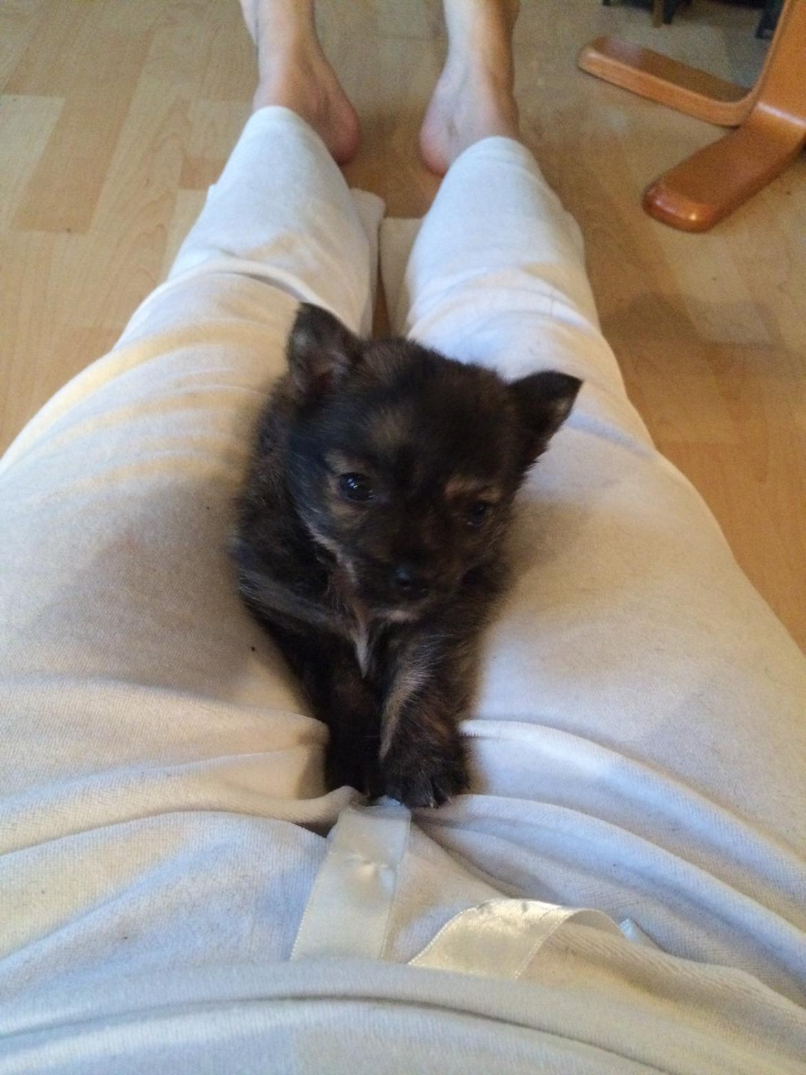 Blanding af racer Chili - Hej mor billede 10