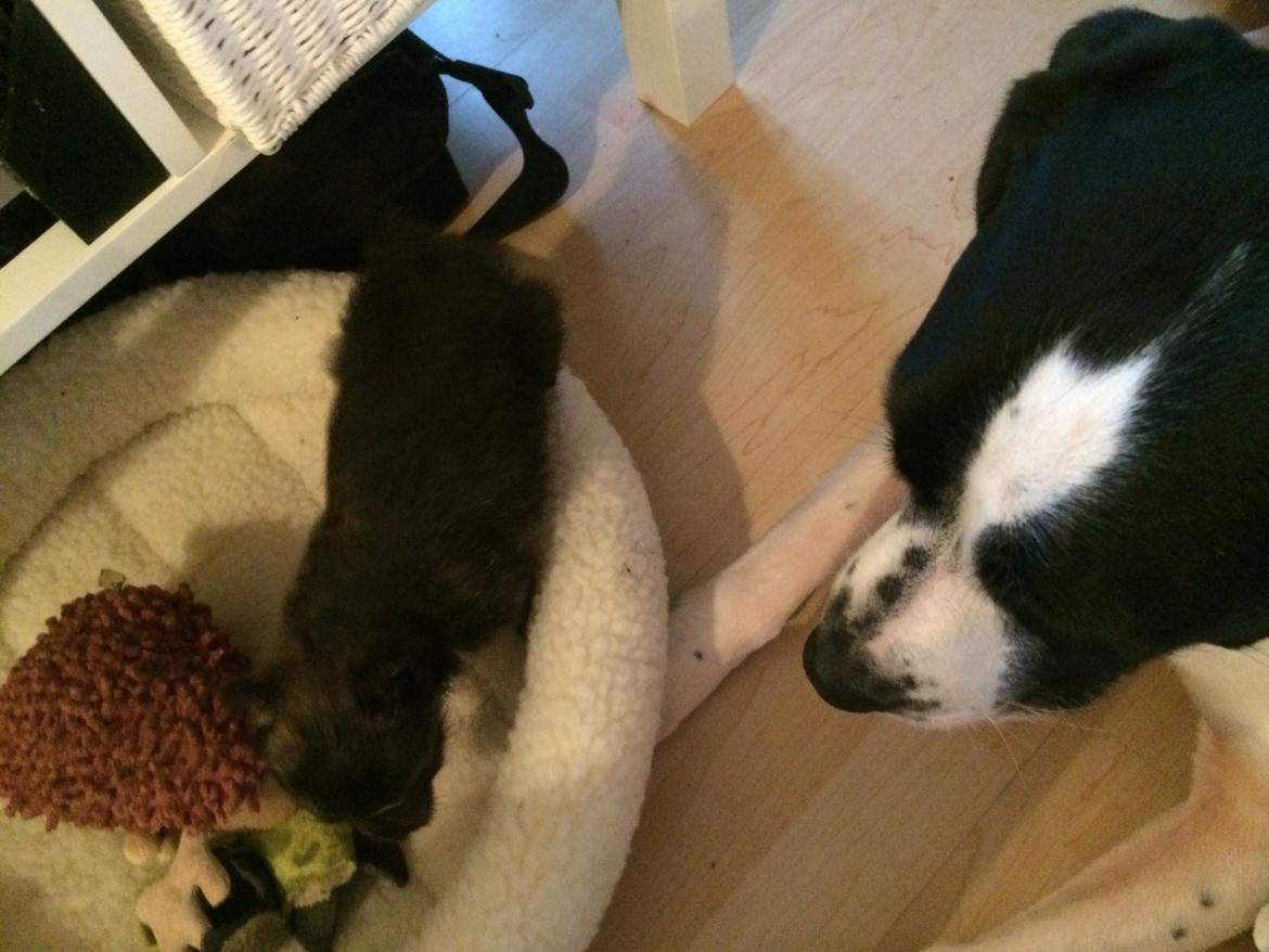 Blanding af racer Chili - Ja der bliver hold øje med mig billede 11