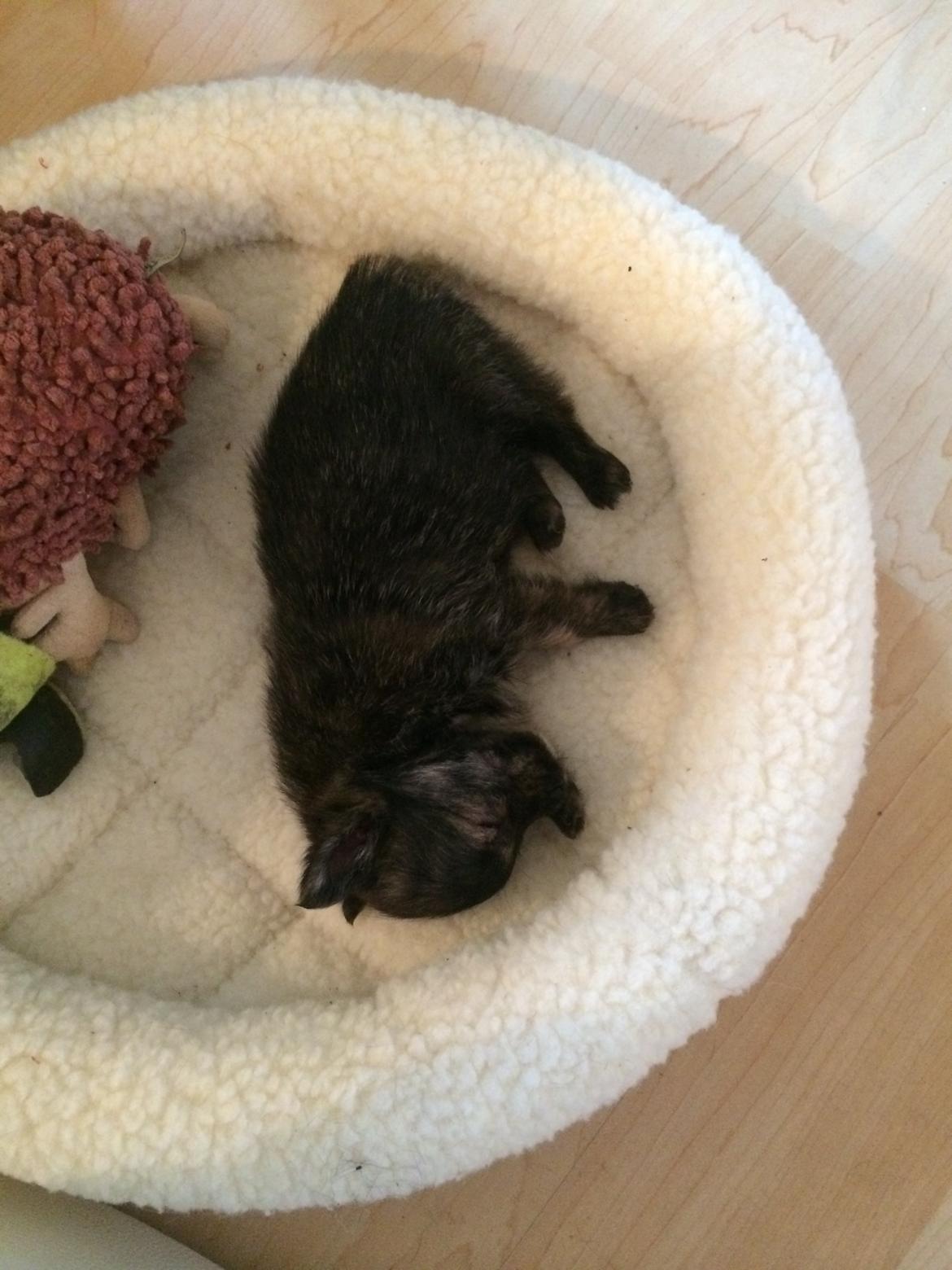 Blanding af racer Chili - hygger i min kurv billede 12