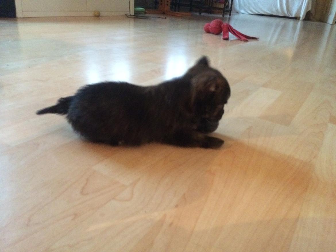 Blanding af racer Chili - min første helt egen bold billede 13