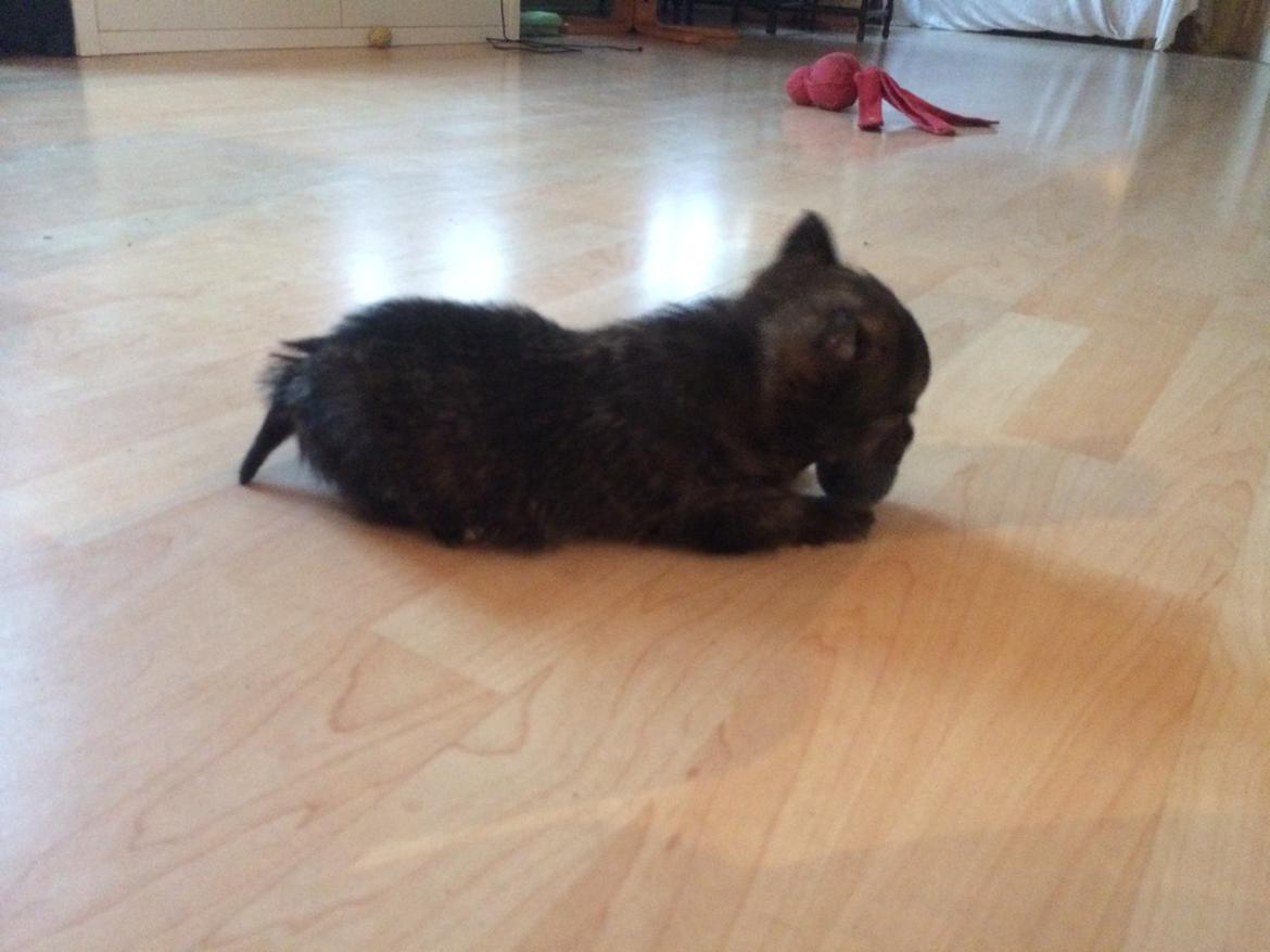 Blanding af racer Chili - hmm den er god billede 14