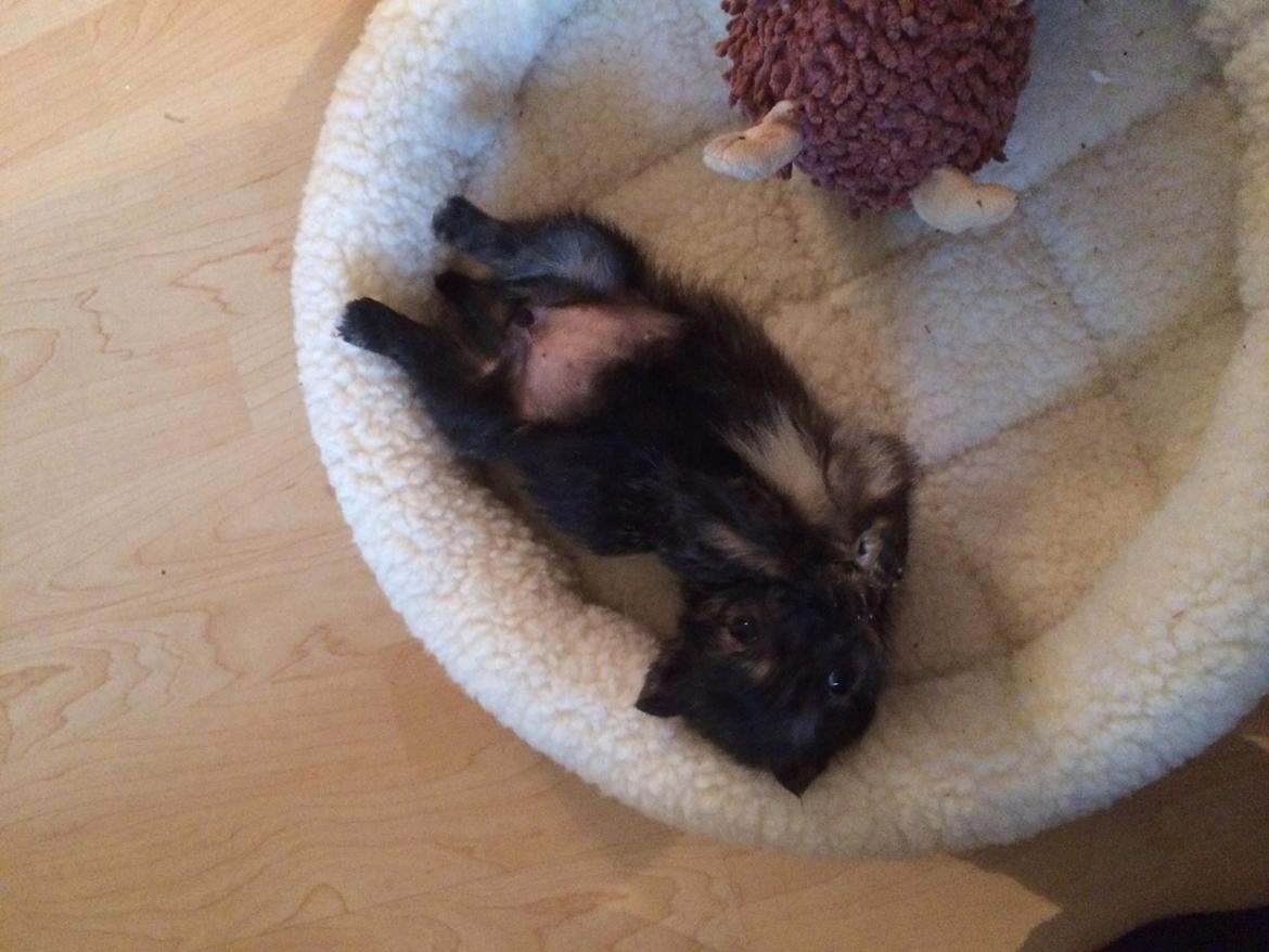 Blanding af racer Chili - Hej mor... jeg har overgivet mig :) billede 2