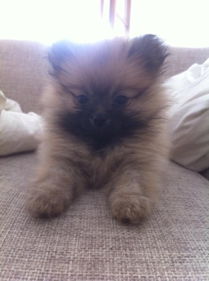 Pomeranian Molly billede 1