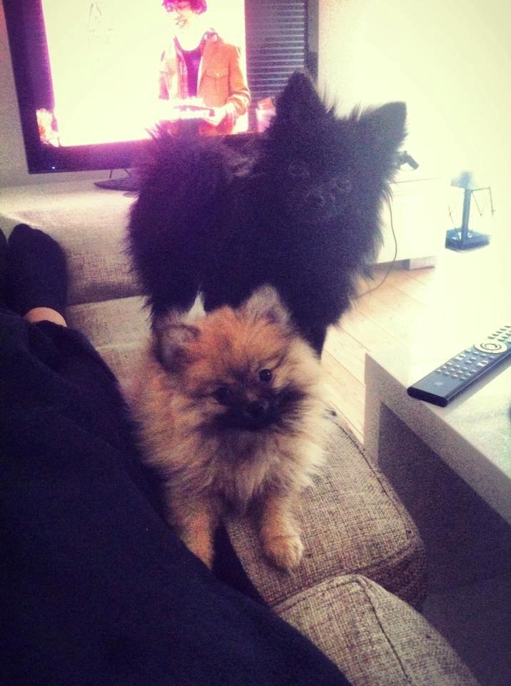 Pomeranian Molly billede 3