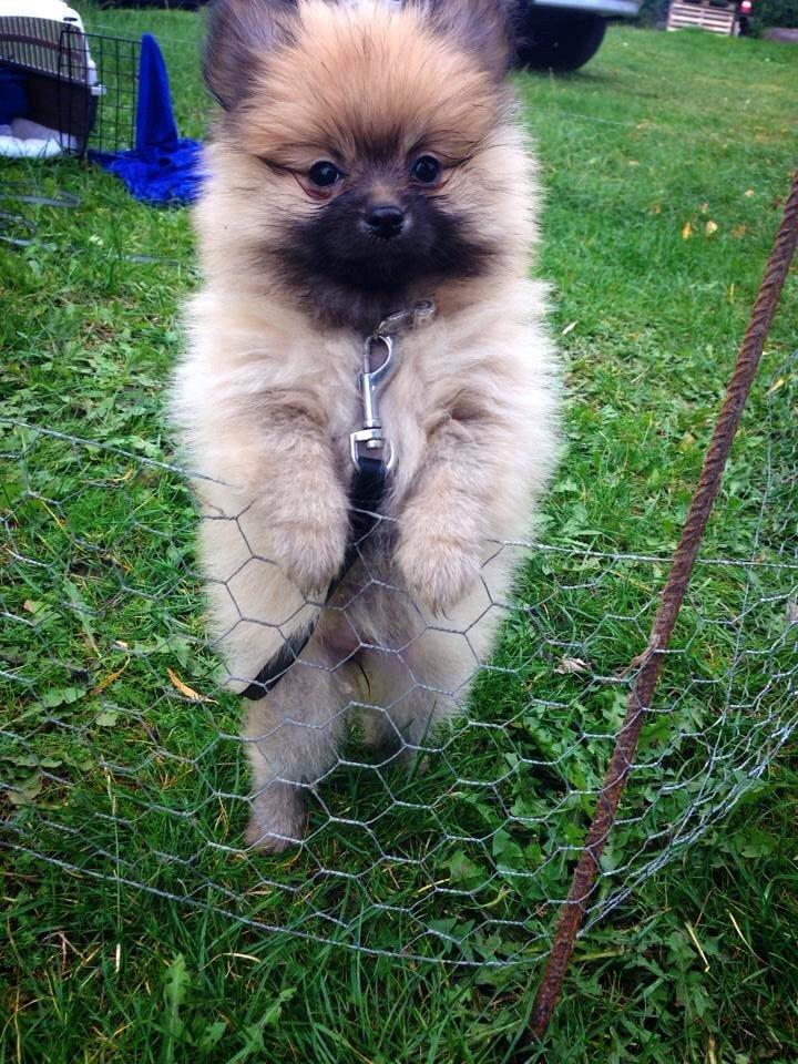 Pomeranian Molly billede 2