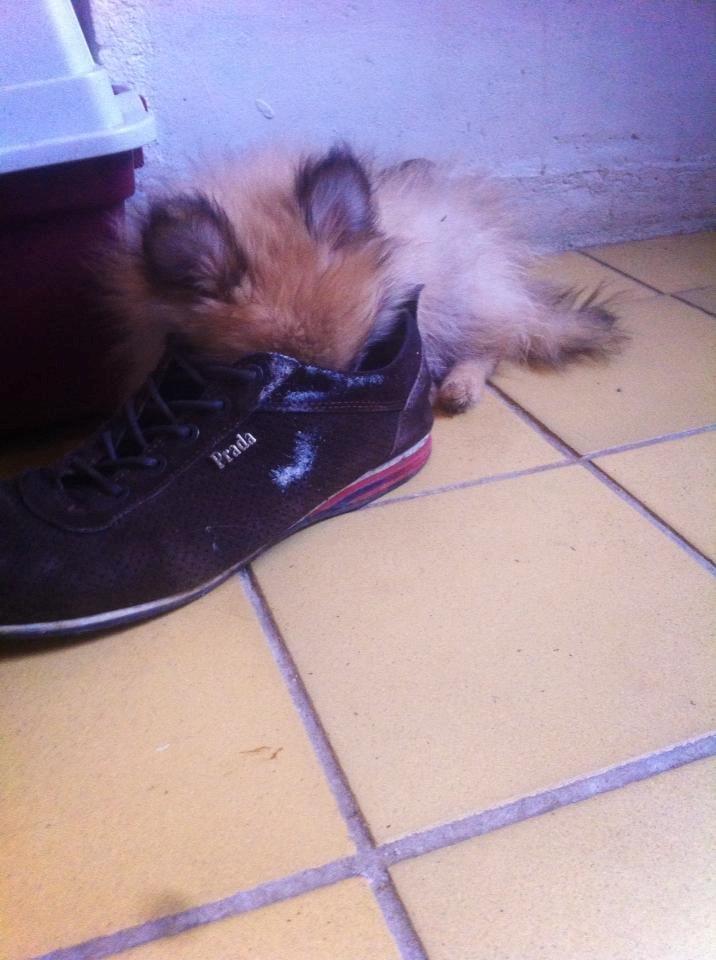 Pomeranian Molly - Faldt lige i søvn i skoen. billede 5