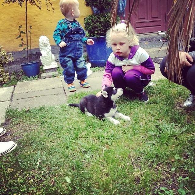 Siberian husky Kato billede 1