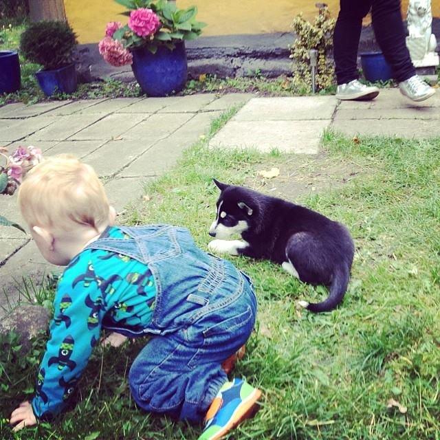 Siberian husky Kato billede 2