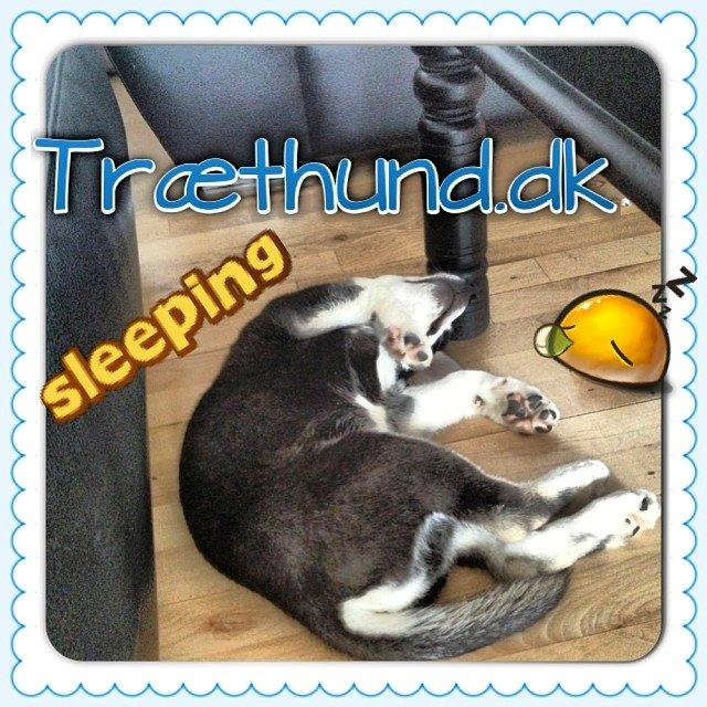 Siberian husky Kato billede 3