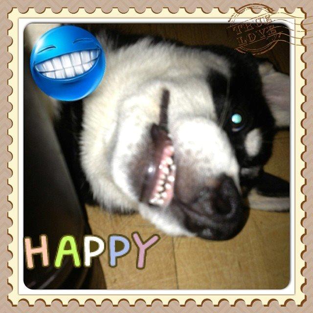 Siberian husky Kato billede 4