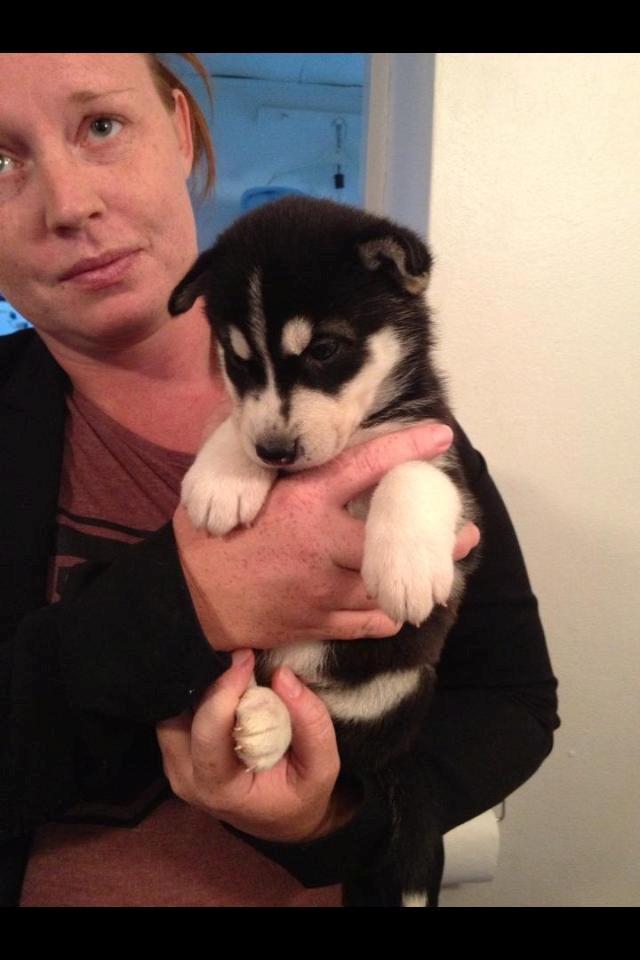 Siberian husky Kato billede 5