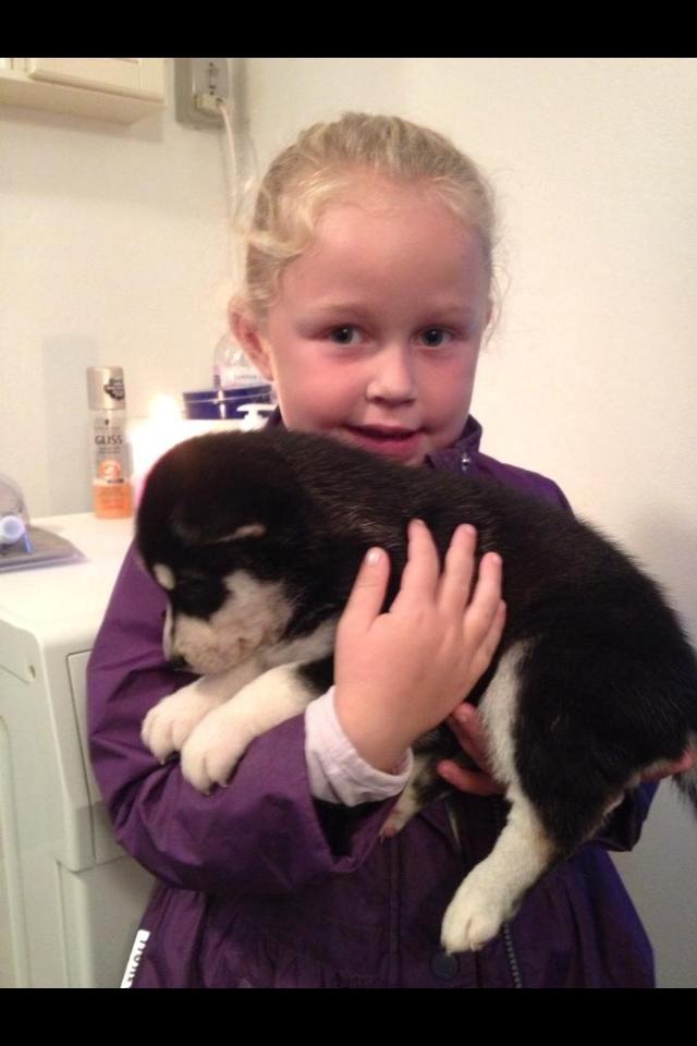 Siberian husky Kato billede 6