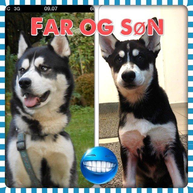 Siberian husky Kato billede 7