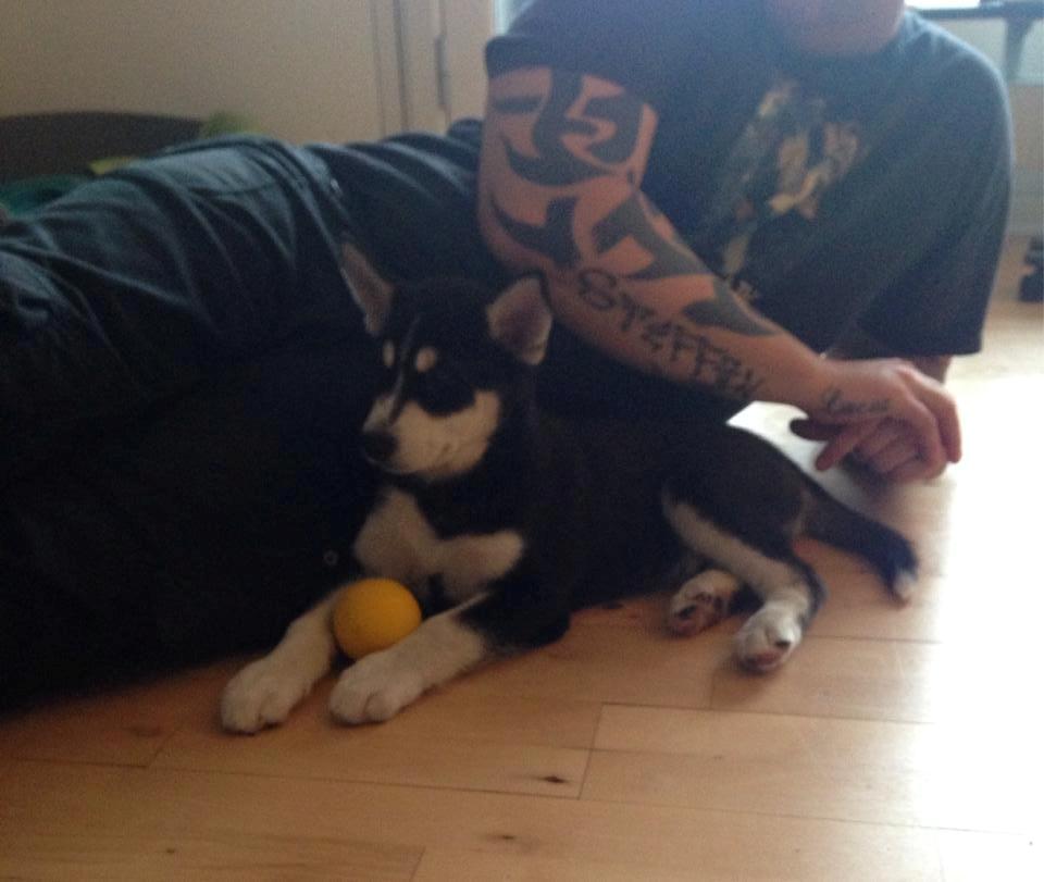 Siberian husky Kato billede 8