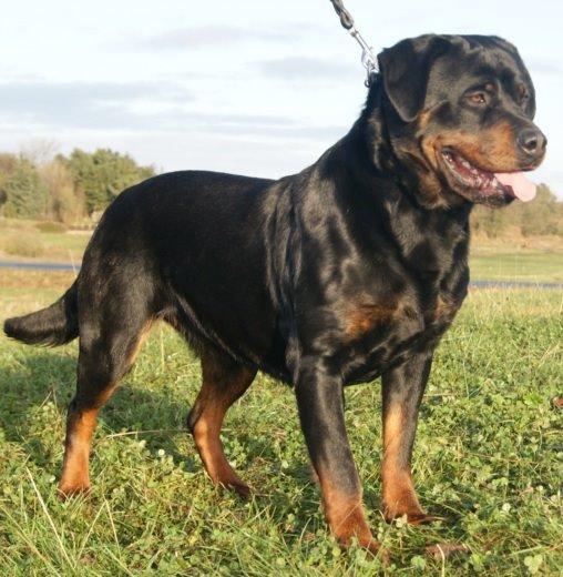 Rottweiler Vom Hause Desteny Loke - Bella Vom Hause Desteny.  Lokes mor billede 24