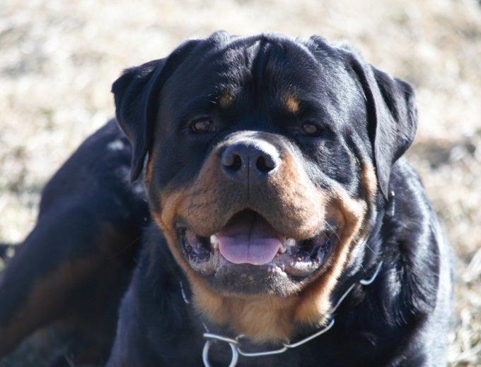 Rottweiler Vom Hause Desteny Loke - Laser Von Der Alten Festung.  Lokes far billede 23