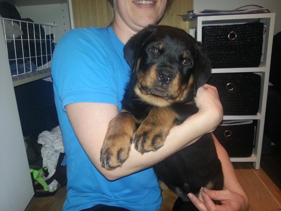 Rottweiler Vom Hause Desteny Loke - 10 uger billede 1