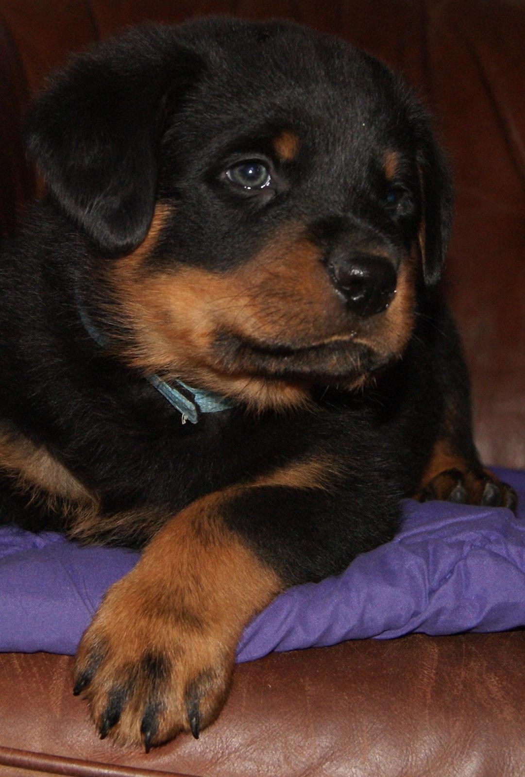 Rottweiler Vom Hause Desteny Loke - 6 uger billede 8