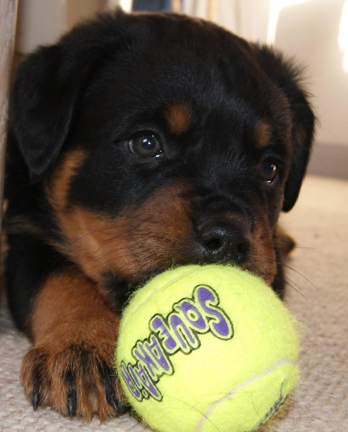 Rottweiler Vom Hause Desteny Loke - 7 uger billede 2