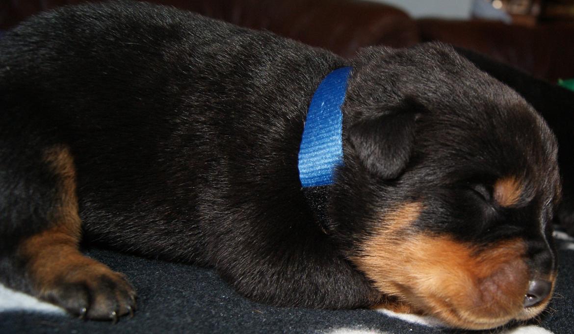 Rottweiler Vom Hause Desteny Loke - 1 uge billede 3