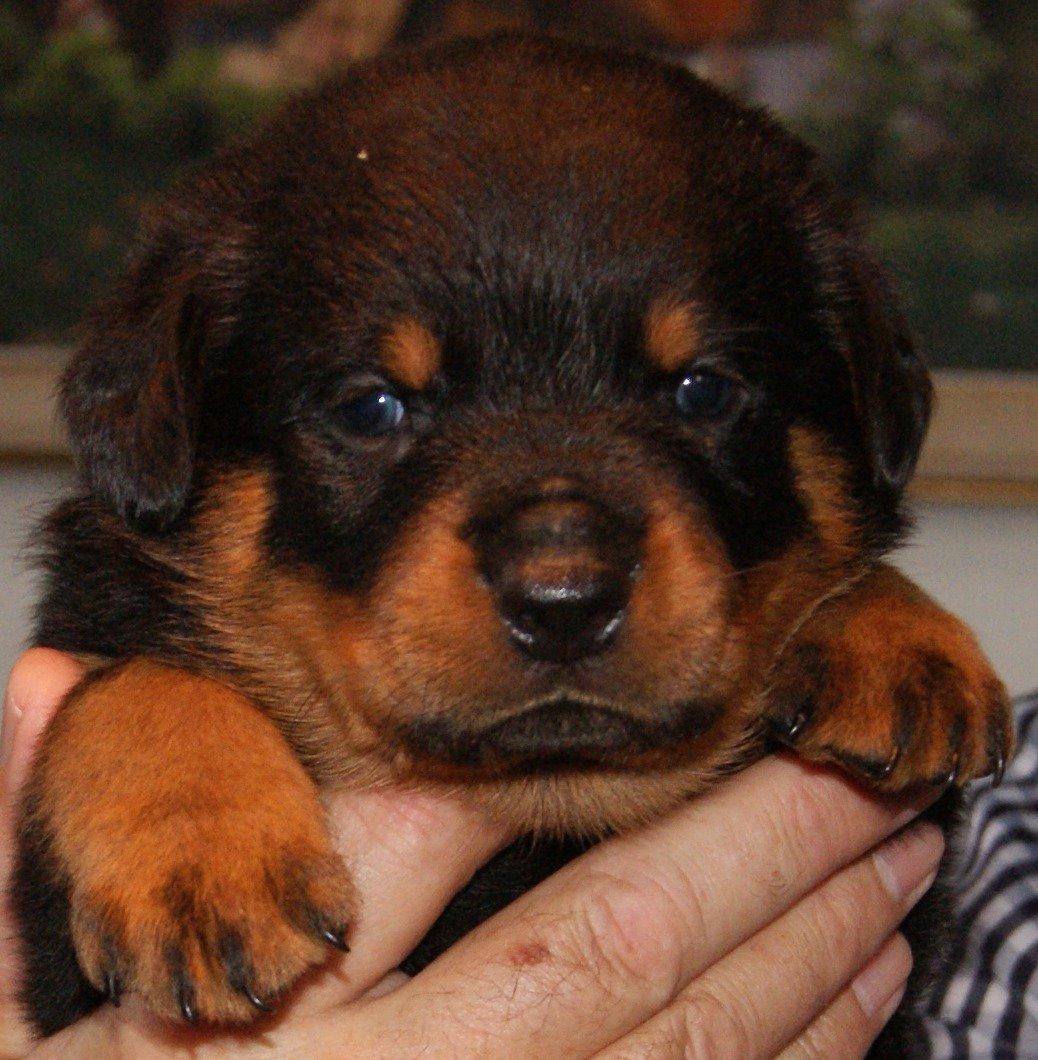 Rottweiler Vom Hause Desteny Loke - 4 uger billede 4