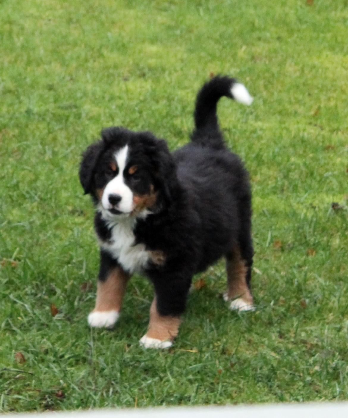 Berner sennenhund Saxo billede 4