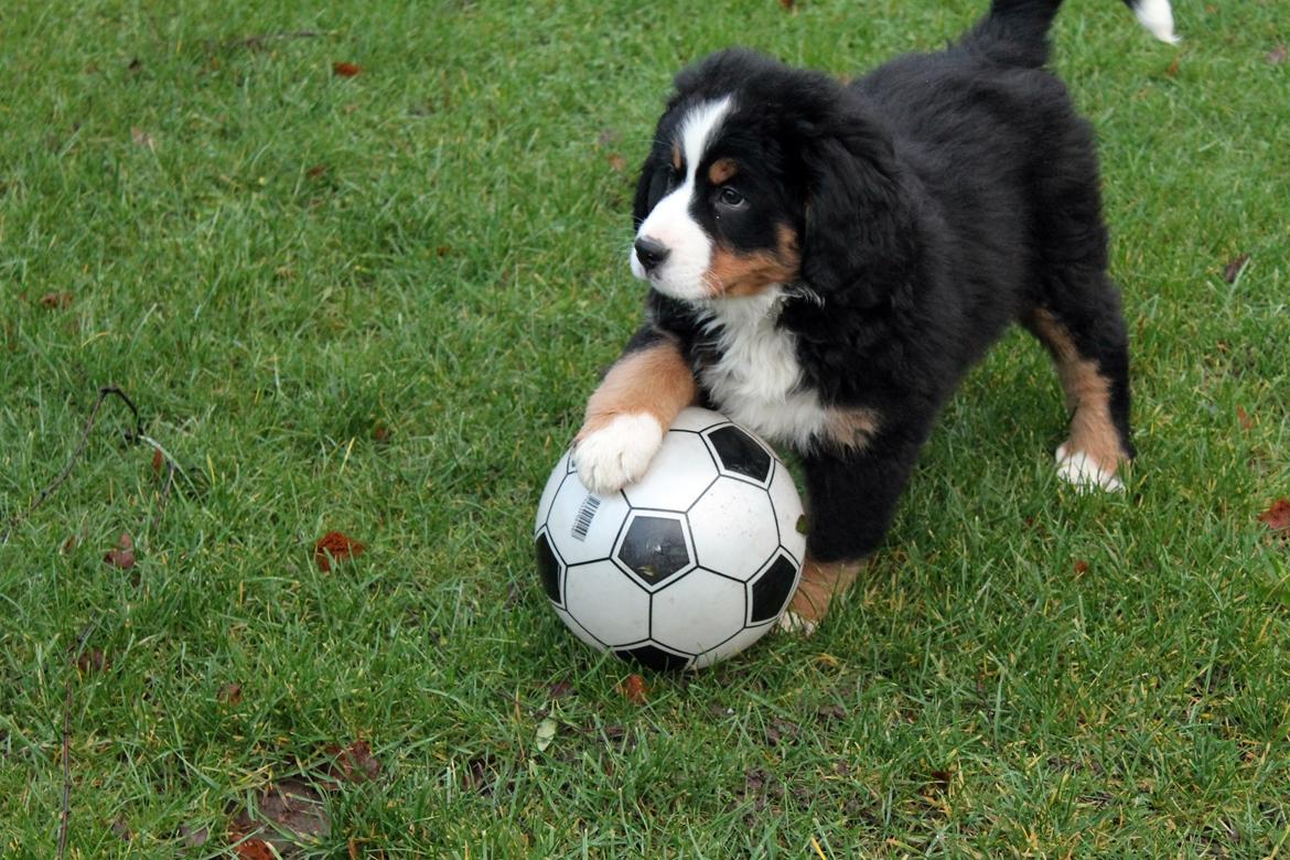 Berner sennenhund Saxo billede 2