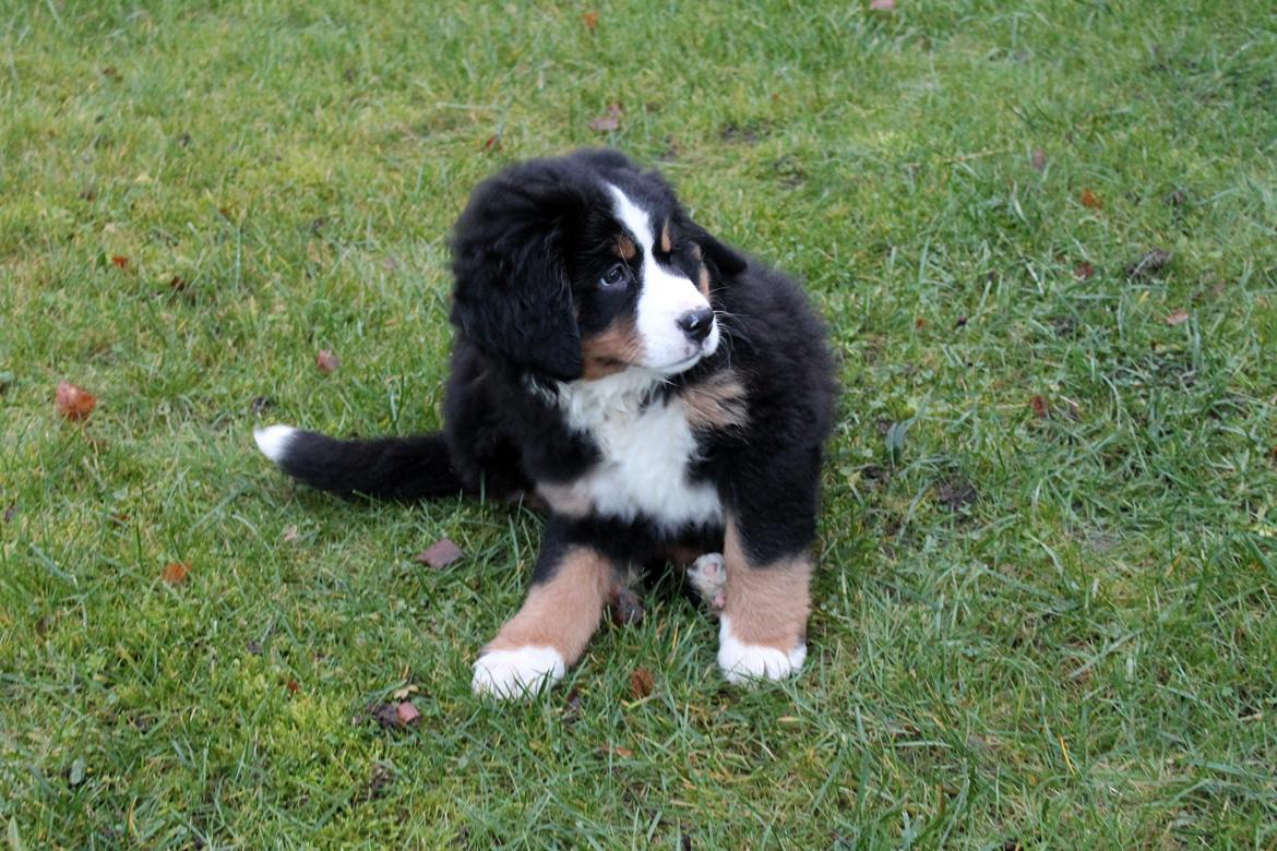 Berner sennenhund Saxo billede 5